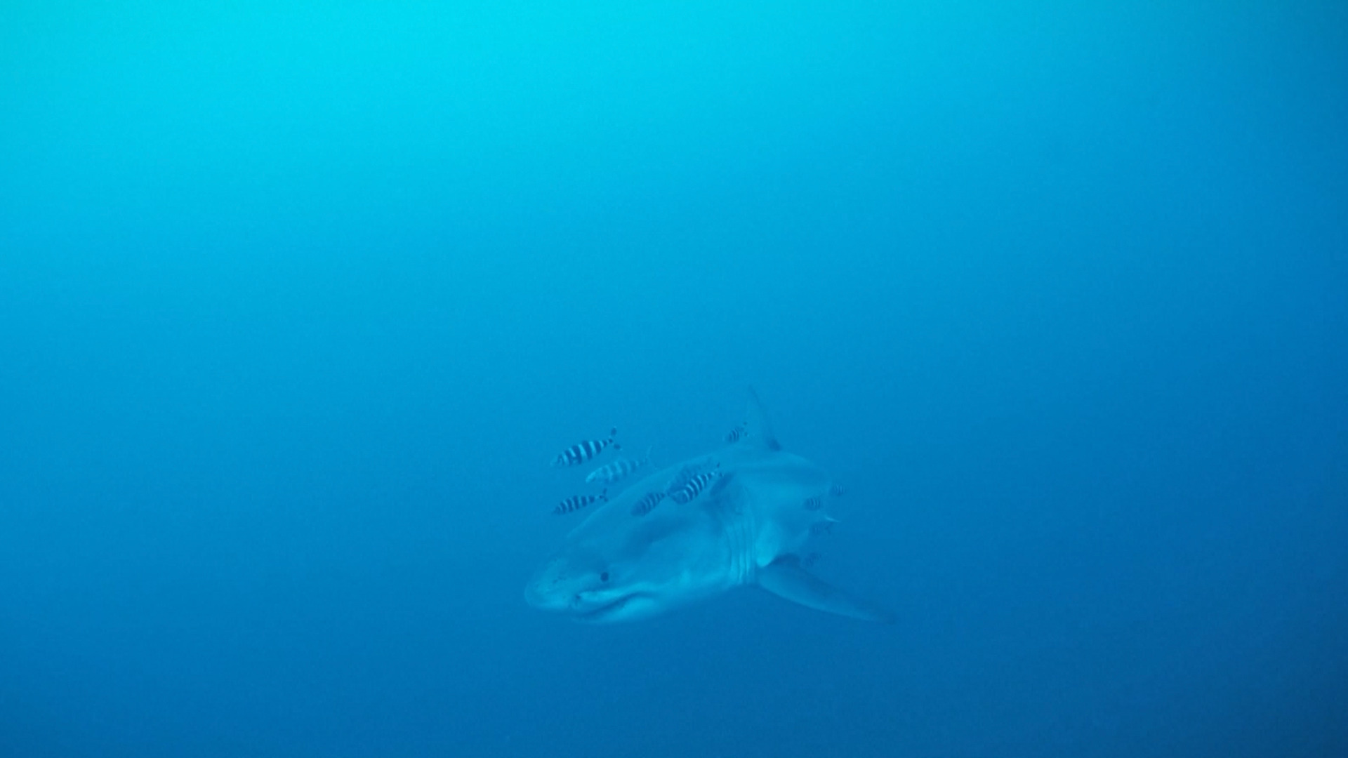Video thumbnail for New video of great white shark in Mediterranean goes viral