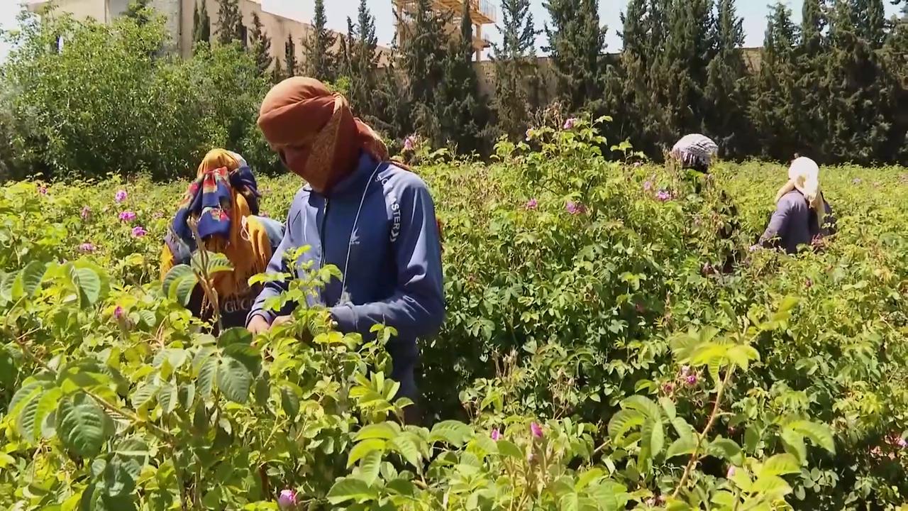 Video thumbnail for Syria: Damascus's last rose oil factory in Syria fights for survival amid turmoil.