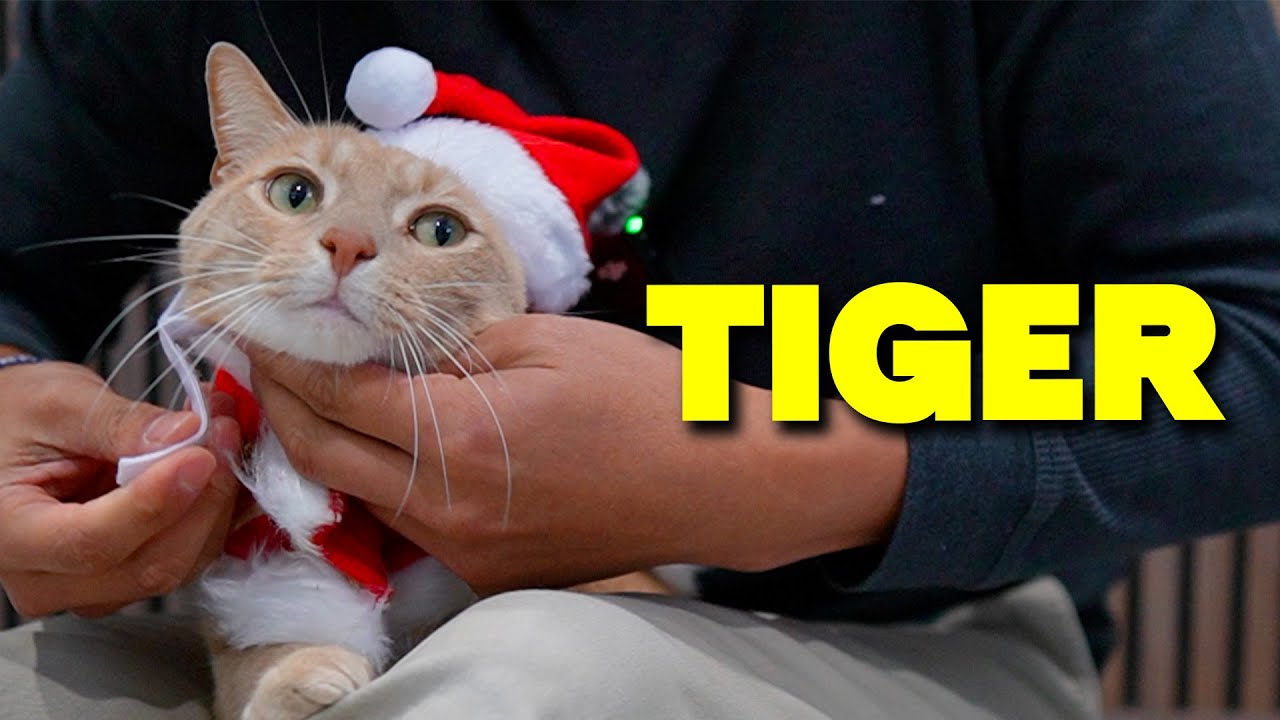 Video thumbnail for Does Tiger Like This Enjoying Cat Christmas Outfit?