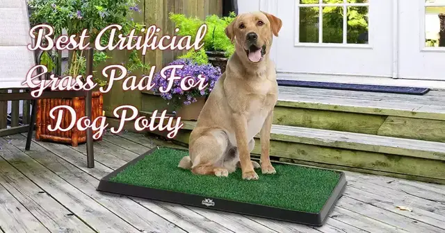 'Video thumbnail for The Best Artificial Grass For Dog Potty'