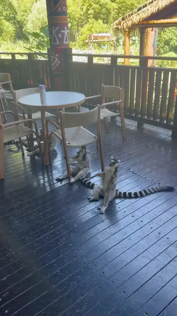 Video thumbnail for Lemurs Lounging like Tourists on a Hotel Terrace in Hangzhou