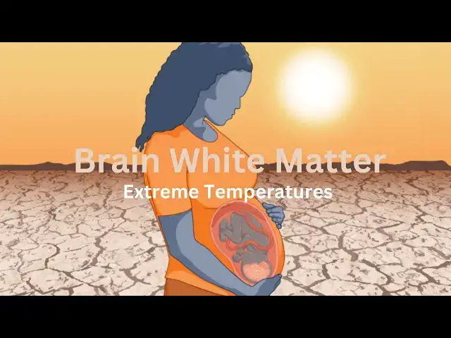 Video thumbnail for How Early Life Exposure to Heat and Cold Affects Brain Development