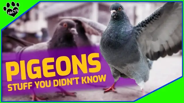 Video thumbnail for Pigeons Uncovered: Debunking Myths & Discovering Fascinating Facts About Our Feathered Friends
