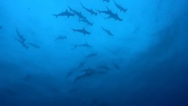 Video thumbnail for Some sharks hold their breath while hunting prey