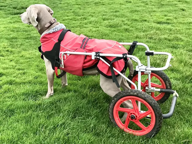 'Video thumbnail for Dog arthritis solutions'