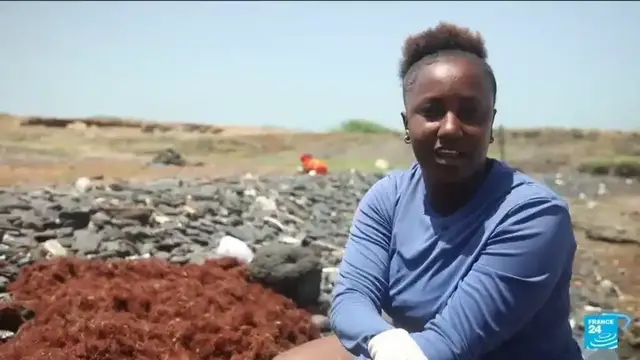 'Video thumbnail for From menace to fertiliser: The women fighting back against Cape Verde's seaweed surge'