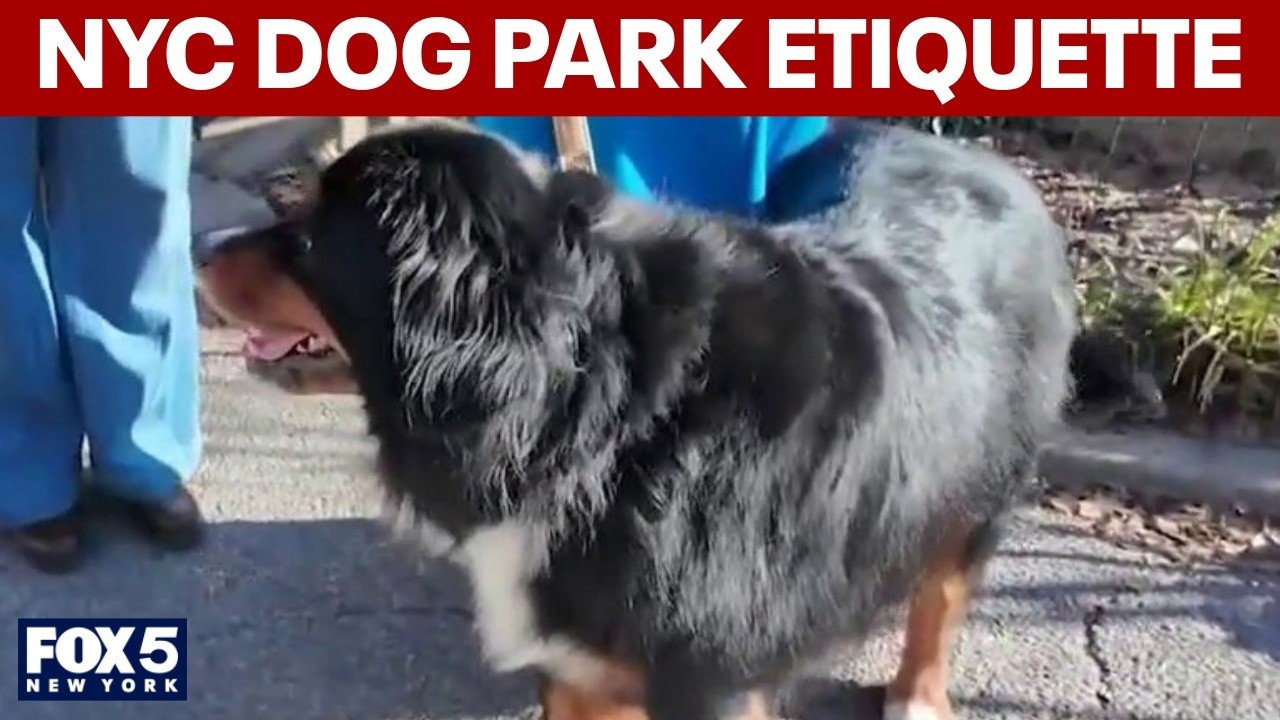 Video thumbnail for NYC dog park etiquette