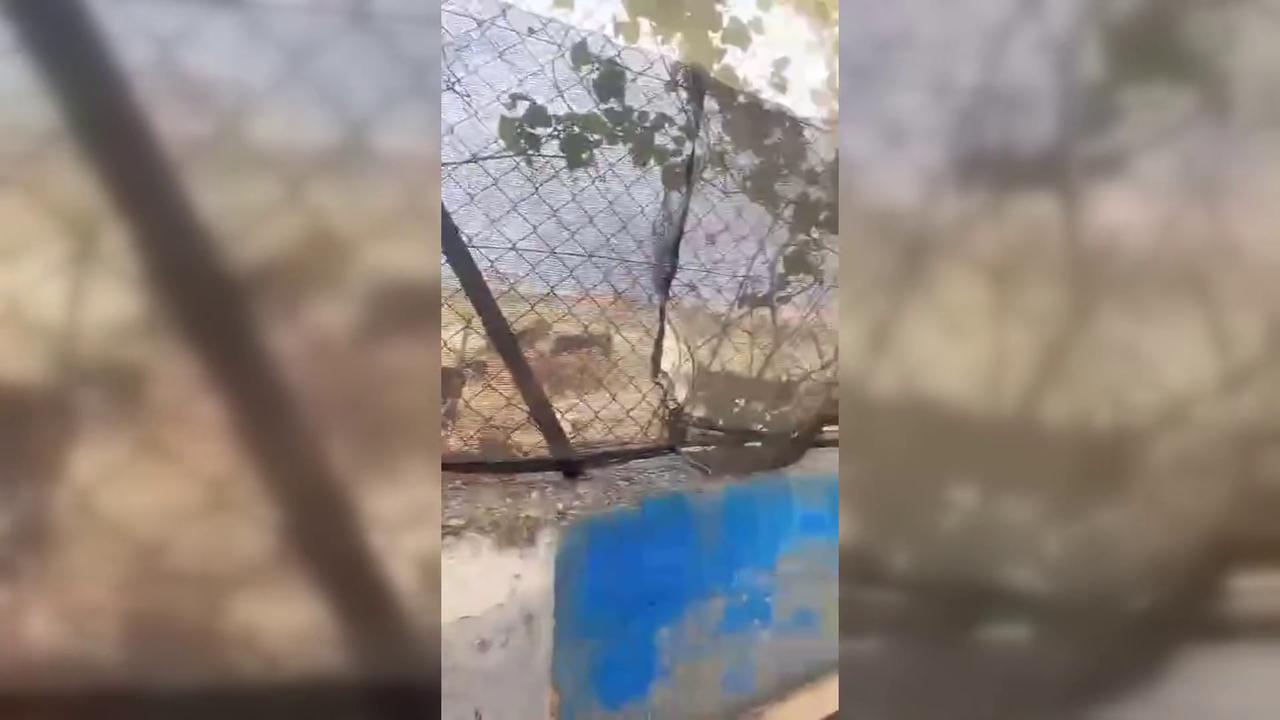 Video thumbnail for Families Terrorized During Settler Assaults Near Ramallah.