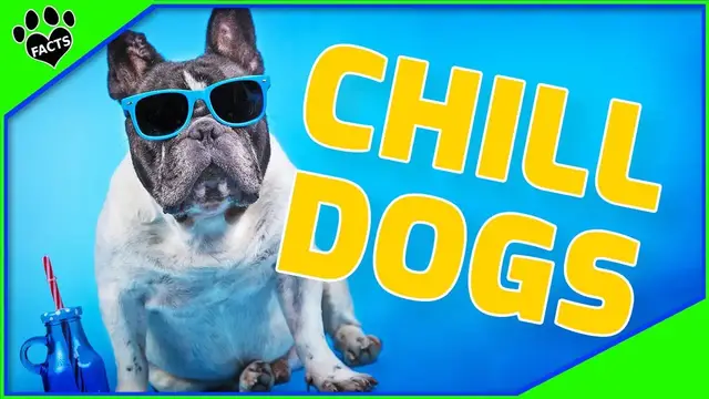 'Video thumbnail for Top 10 Mellow Dog Breeds: Perfect Canine Companions for Your Chill Lifestyle!'