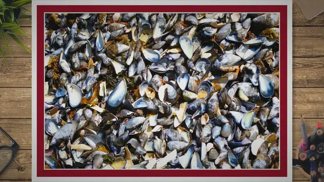 Video thumbnail for What are Mussel Shells Used For? From Art to Agriculture