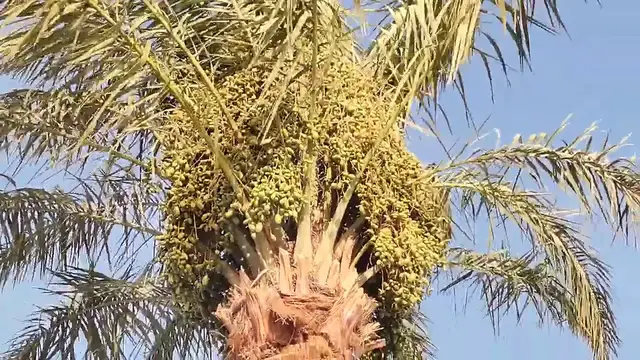 Video thumbnail for Date palm