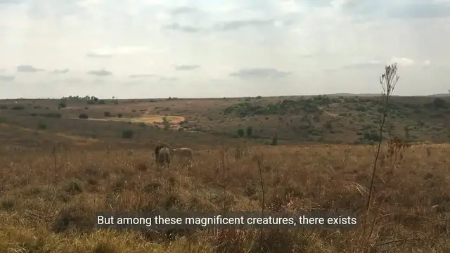 Video thumbnail for The Most Powerful Lion in the World - A Majestic Wildlife Documentary
