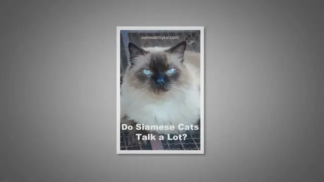 Video thumbnail for Do Siamese Cats Talk a Lot?