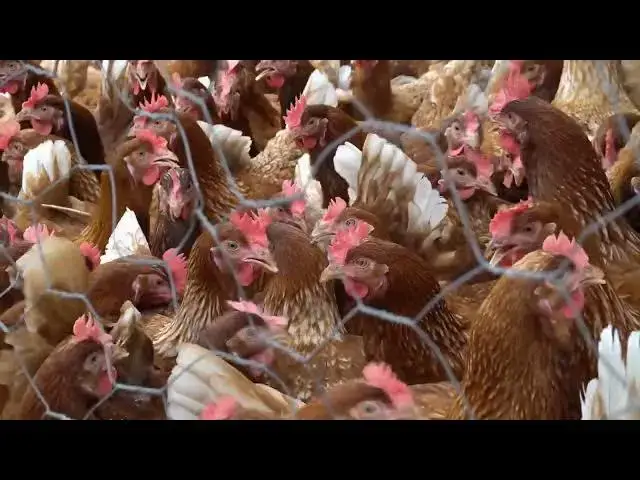 Video thumbnail for How do I predator-proof my coop?