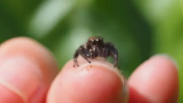 'Video thumbnail for Jumping Spiders '