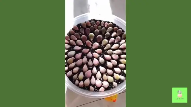 'Video thumbnail for How I Propagate Succulents from Leaves in 6 Months'