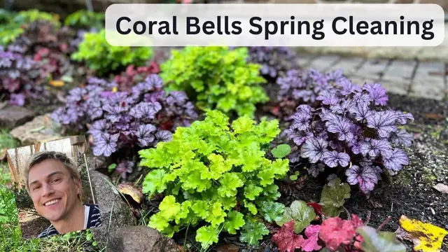 Video thumbnail for Heuchera Coral Bells Spring Cleaning
