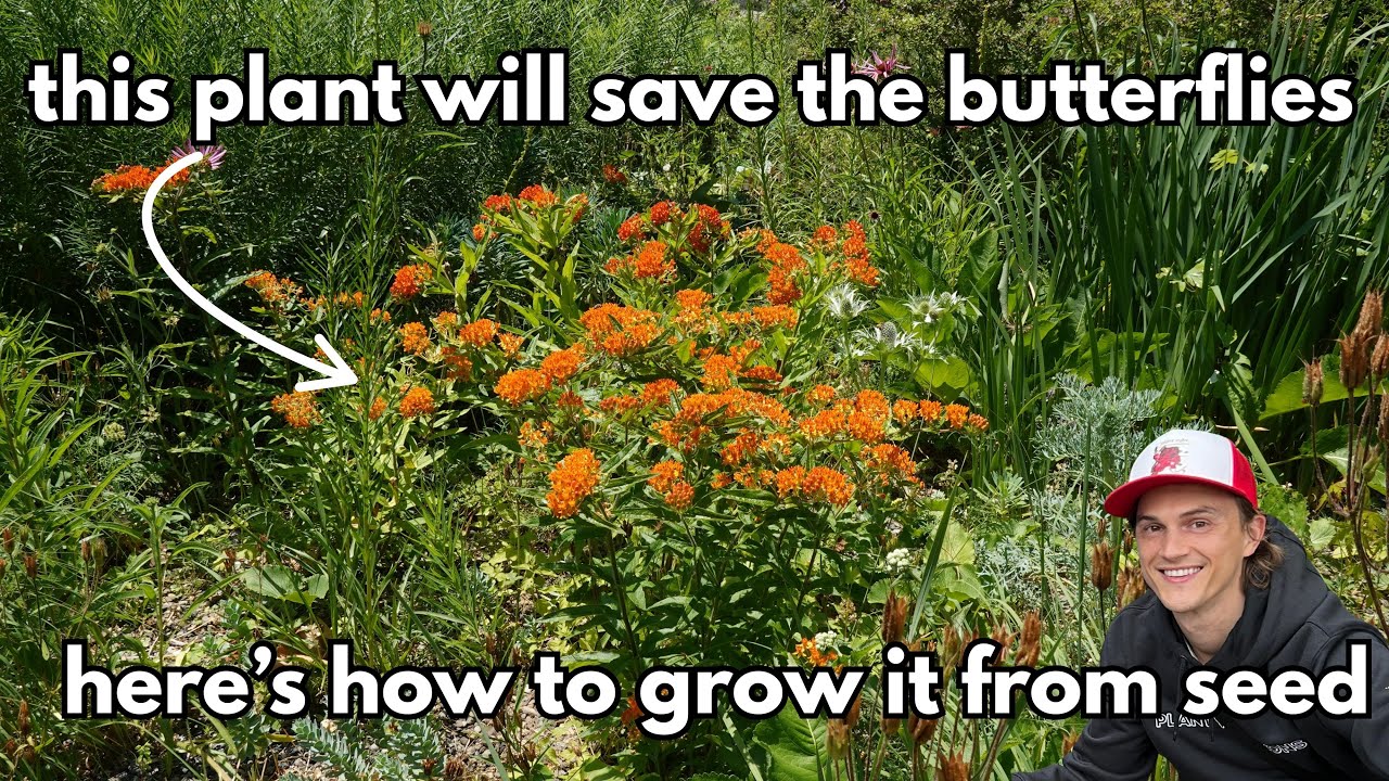 Video thumbnail for Asclepias Butterfly Weed SEEDS - How to Harvest & Grow - Complete Tutorial