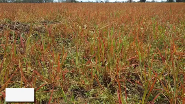 Video thumbnail for Can Diesel Kill Weeds? Exploring Effectiveness and Risks