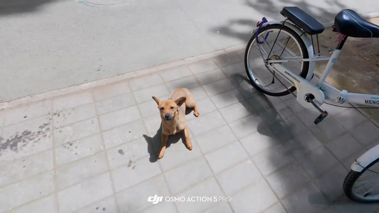 Video thumbnail for Street Dog’s Sudden Move Startles Man in Ningxia
