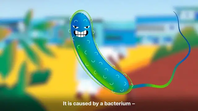 Video thumbnail for Why Should You Get the Cholera Vaccine