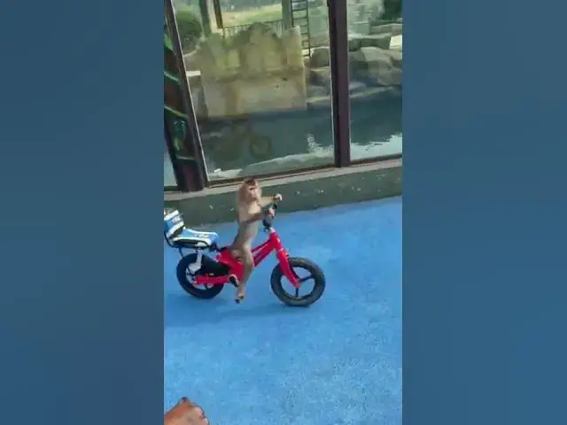 Video thumbnail for crazy monkey#shorts