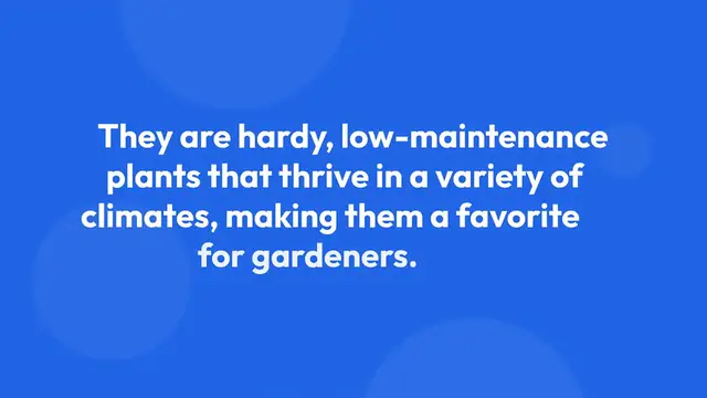 Video thumbnail for Caring for Lupines in the Garden