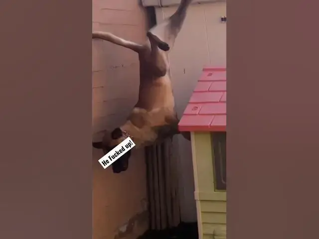 Video thumbnail for Flying Dog #dogfly #flyingbeast #jumpingdog #hefuckedup #happydogs #dogblogger #cutestdogs