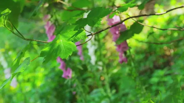 Video thumbnail for Large Hosta Varieties