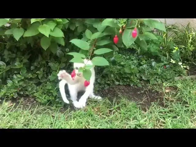 Video thumbnail for Beautiful White Kitten