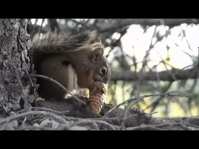 Video thumbnail for SQUIRRELS