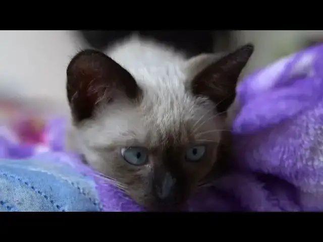 Video thumbnail for Blue eyed kitten