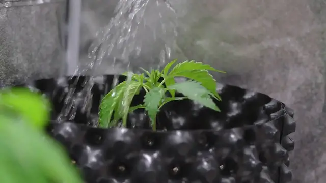 Video thumbnail for Lavender Fertilization Guide