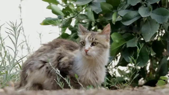 Video thumbnail for How_do_cats_detect_vibrations_through_their_whiskers