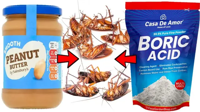 Video thumbnail for How to Kill Cockroaches with Peanut butter & Boric Acid