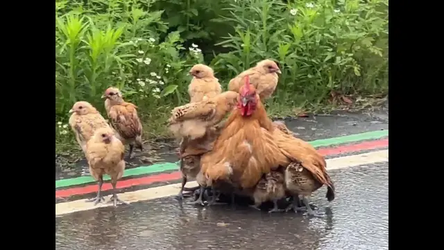 Video thumbnail for China: Mother hen uses her body to protect chicks from downpour in China.
