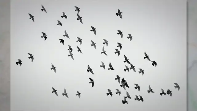 Video thumbnail for Best Singing Birds: A Comprehensive Guide