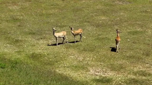 Video thumbnail for China: Rare deer species thrive in south China's Hainan thanks to ex-situ conservation efforts.