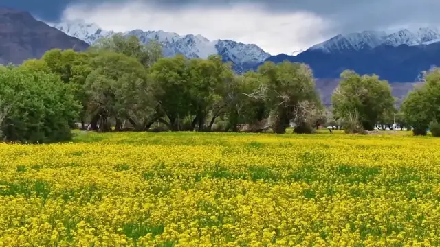 Video thumbnail for China: Rapeseed blooms cover Xinjiang's Pamir Plateau with vibrant yellow and green foliage.
