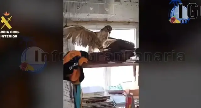 Video thumbnail for Geschuetze Wildtier-Sammlung in San Mateo entdeckt