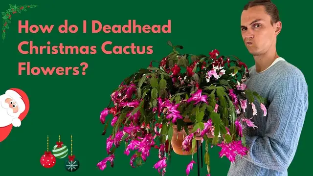 Video thumbnail for Christmas Cactus Deadheading: How to Correctly Remove Old Flowers - After Bloom Care