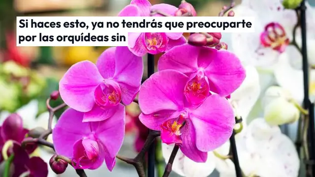 'Video thumbnail for Hazlo y no te preocuparás por revivir ninguna orquídea sin raíces'