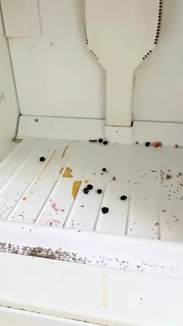 Video thumbnail for The MOST Satisfying fridge cleaning__ ✨ The smell was indescribable_ I_m so glad I got it so clean_(720P_60FPS)