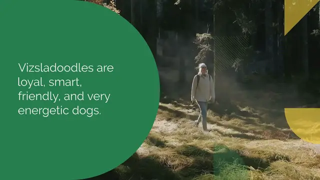 Video thumbnail for Vizsladoodle: everything about this mixed dog breed