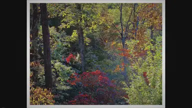 'Video thumbnail for Mastering the Art of Bonsai: The Power of Shaping and Pruning'