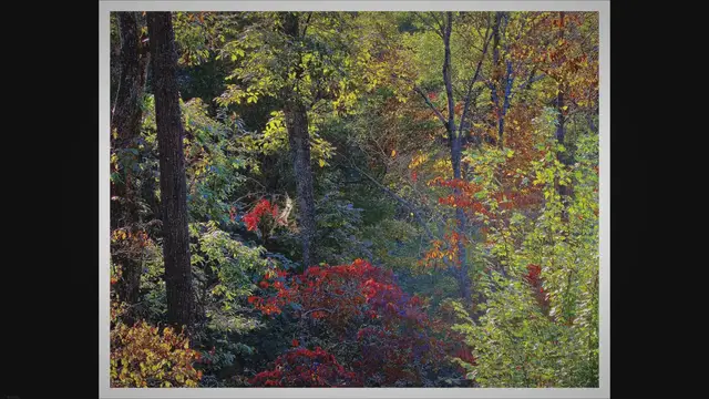 'Video thumbnail for Mastering the Art of Bonsai: The Power of Shaping and Pruning'