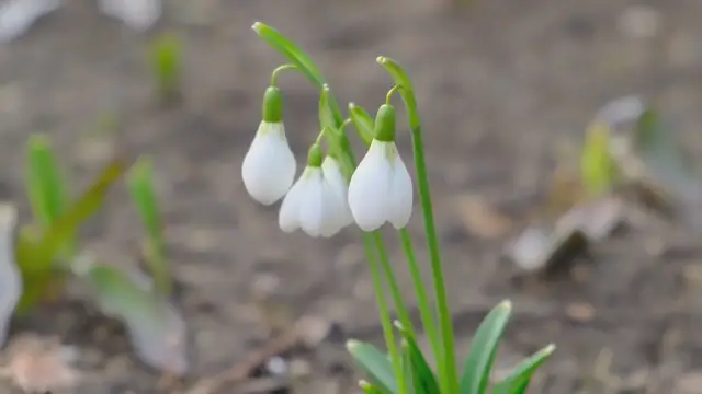 'Video thumbnail for Snowmound Spirea '