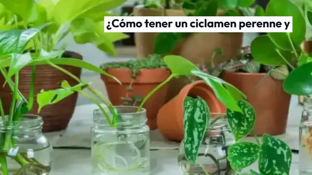 Video thumbnail for Ciclamen perenne y vigoroso, eso es lo que se necesita para hacerlo crecer indefinidamente
