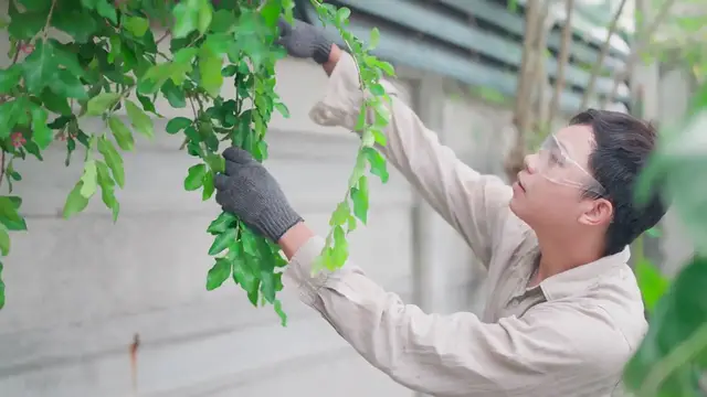 Video thumbnail for Citronella Plant Pruning