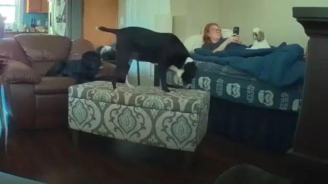 Video thumbnail for Dog’s Jump Fails Hilariously After TV Interrupts